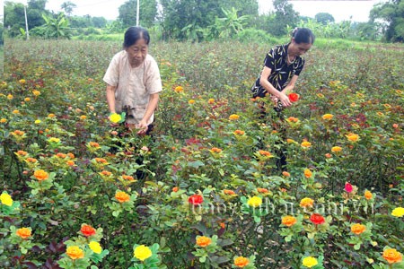 Xã Tuy Lộc, tỉnh Yên Bái, duy trì và nâng cao chất lượng các tiêu chí nông thôn mới - ảnh 3