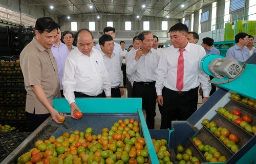 Thủ tướng thăm mô hình nông nghiệp sạch tại Lâm Đồng - ảnh 4