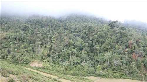Bảo tồn, phát triển, nâng cao chất lượng rừng tự nhiên ở Việt Nam - ảnh 1
