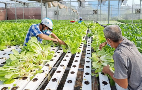 Thành phố Hồ Chí Minh đẩy mạnh ứng dụng công nghệ cao để phát triển nông nghiệp - ảnh 1