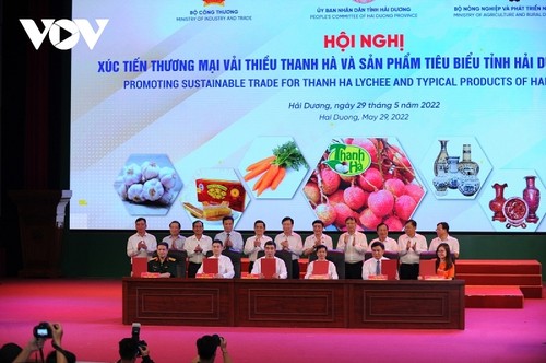 Tỉnh Hải Dương xúc tiến thương mại vải thiều Thanh Hà - ảnh 1