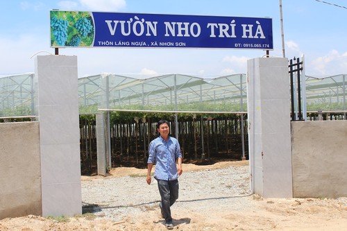 Ninh Thuận phát triển giống nho mới NH04-102 - ảnh 1