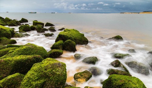 Tỉnh Quảng Trị nghiên cứu bán tín chỉ carbon từ thảm cỏ biển - ảnh 4
