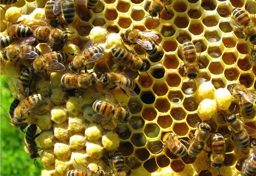 Nuôi ong làm giàu và thích ứng với biến đổi khí hậu - ảnh 1