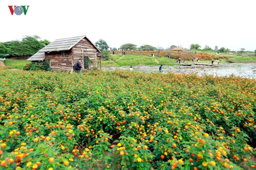Hanoians visit flower villages as Tet holiday nears - ảnh 3