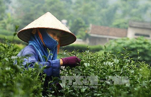 Vietnamese tea seeks brand development opportunities in US  - ảnh 1