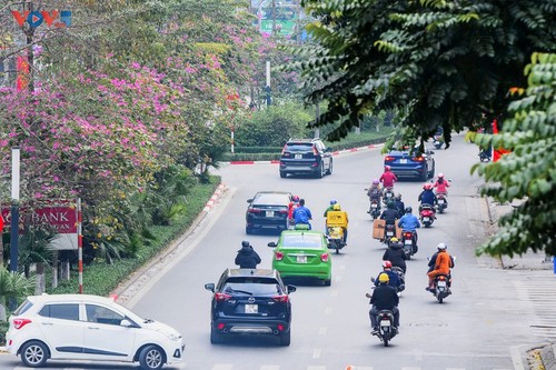 Ban flowers in full bloom in Hanoi - ảnh 15