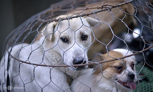 Animal cruelty subject to 130 USD fine in Vietnam - ảnh 1