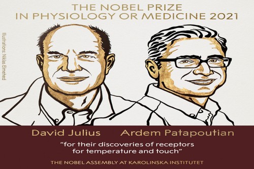 Americans Julius and Patapoutian win 2021 Nobel Prize in Medicine - ảnh 1