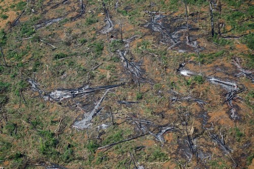 Brazil's Amazon deforestation surges to 15-year high, undercutting government pledge - ảnh 1
