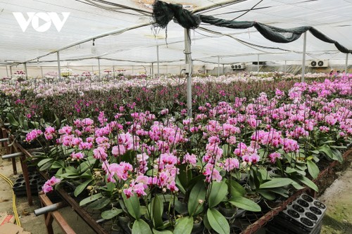 Pricy orchid flowers in blossom for Tet market - ảnh 9