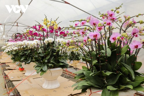 Pricy orchid flowers in blossom for Tet market - ảnh 3