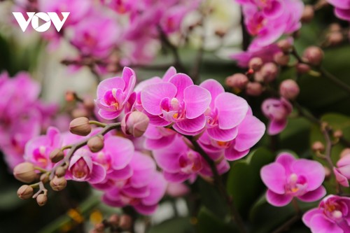 Pricy orchid flowers in blossom for Tet market - ảnh 6