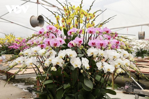 Pricy orchid flowers in blossom for Tet market - ảnh 8