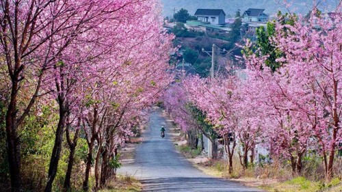 Da Lat among 10 must-see flower destinations globally - ảnh 10