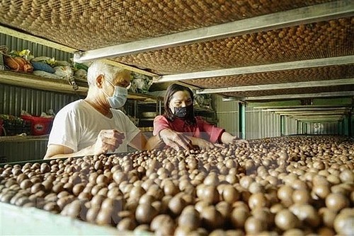 Vietnam aims to be leading macadamia exporter in the world - ảnh 1