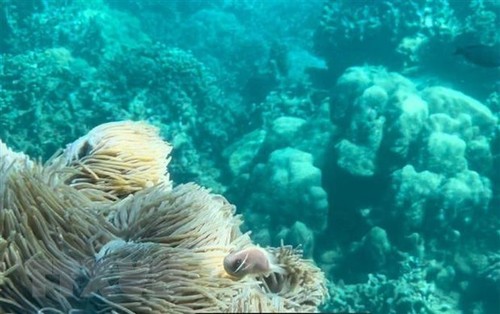 Dive tourism suspension planned to protect coral reefs in Nha Trang Bay - ảnh 1