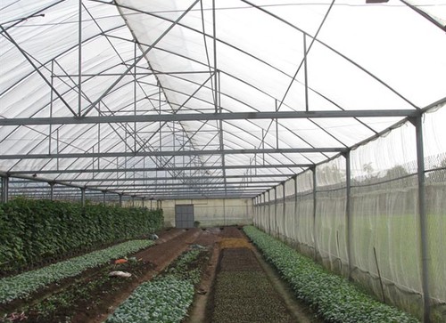 Dalat Flower Association and naval soldiers build agricultural greenhouses  - ảnh 1