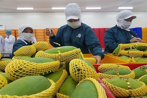 Malaysian newswire highlights burgeoning Vietnamese fruit exports - ảnh 1