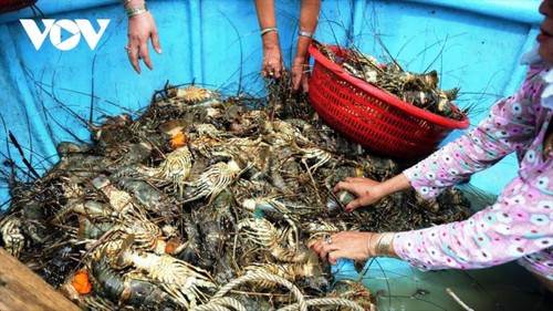 Lobster exports to Chinese market skyrocket - ảnh 1