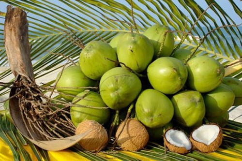 Coconut exports likely to reach 1 billion USD this year - ảnh 1