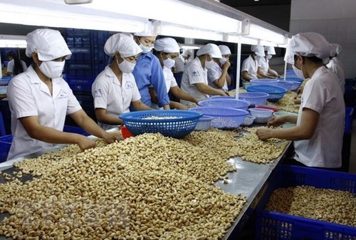 Вьетнам сохраняет первое место в мире по обработке и экспорту кешью - ảnh 1
