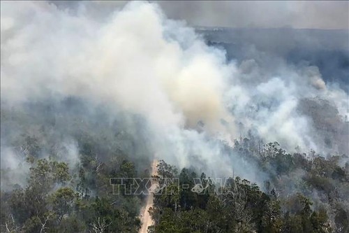 Лесной пожар в Австралии уничтожил половину уникального острова Фрейзер - ảnh 1