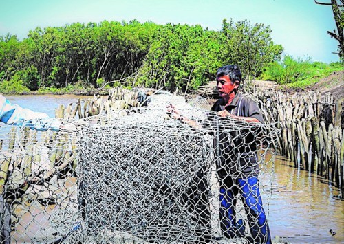 Житель провинции Камау изо всех сил старается защищать прибрежные дамбы на юго-западе страны - ảnh 1