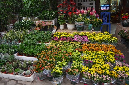 На улице декоративных растений Хоанг Хоа Тхам царит новогодняя атмосфера - ảnh 2