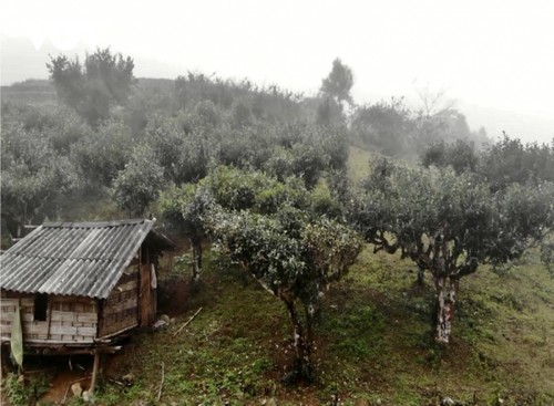 Вековые чайные деревья в провинции Шонла признаны растением наследия Вьетнама - ảnh 1