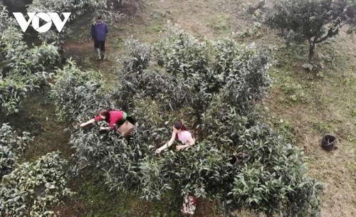 Вековые чайные деревья в провинции Шонла признаны растением наследия Вьетнама - ảnh 2