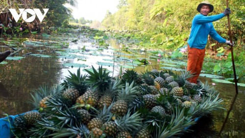 Выращивание ананасов в низинах и на кислых почвах способствует улучшению жизни крестьян Хаузянга - ảnh 2