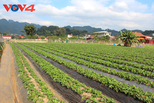 Сельское хозяйство в сочетании с познавательным туризмом – своеобразный вид туризма в провинции Шонла - ảnh 1