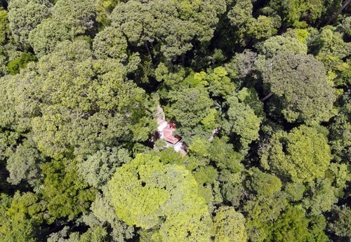 Лес дядюшки Нам Конга – пример охраны окружающей среды естественных лесов - ảnh 2