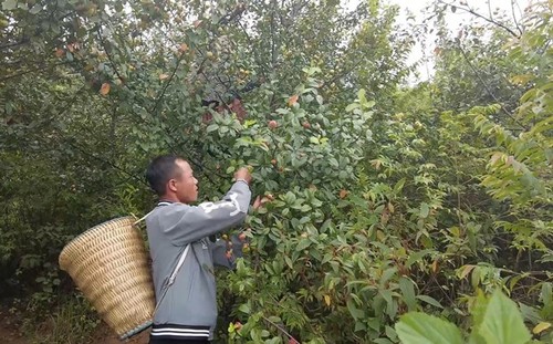 Сезон сбора урожая доцинии в высокогорном районе провинции Шонла  - ảnh 2