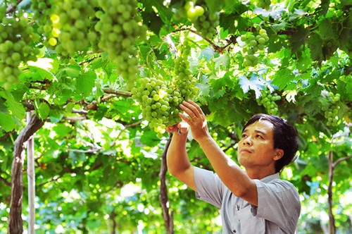 Провинция Ниньтхуан использует свои преимущества и потенциал для устойчивого развития - ảnh 2