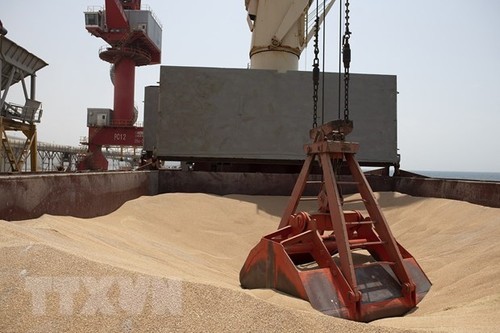 ЕК запретила экспорт зерна с Украины в пять стран Восточной Европы - ảnh 1
