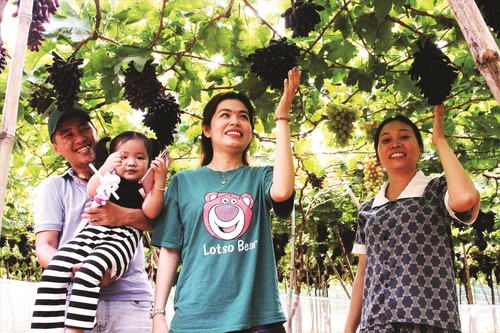 В провинции Ниньтхуан вывели новый сорт винограда NH04-102 - ảnh 2