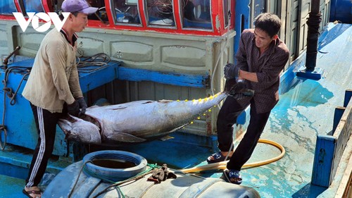 В последние месяцы года ожидается восстанавление экспорта вьетнамских морепродуктов  - ảnh 1