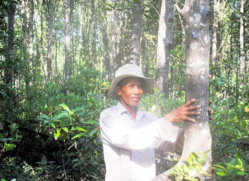 Đồng quản lý rừng ngập mặn giúp khôi phục “lá chắn” xanh ven biển - ảnh 1