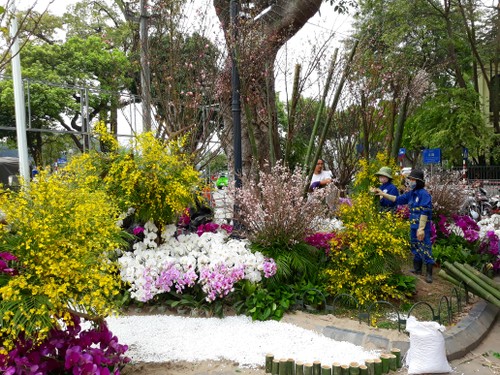 Cận cảnh chuẩn bị Lễ hội hoa anh đào 2018 tại Hà Nội - ảnh 4