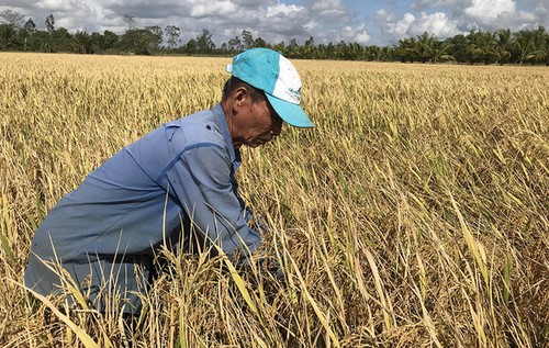 Thủ tướng Nguyễn Xuân Phúc chủ trì họp về giải pháp tạm trữ lúa gạo - ảnh 1