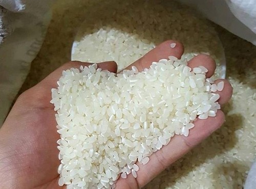 Hội nghị thúc đẩy sản xuất tiêu thụ lúa gạo khu vực đồng bằng sông Cửu Long - ảnh 1