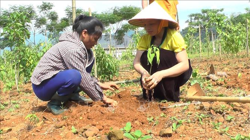 Thanh niên trẻ người Tày khởi nghiệp từ cây Sachi       - ảnh 1