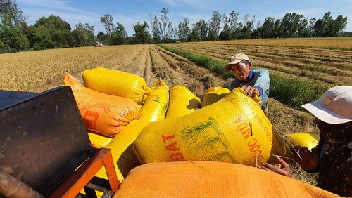 Bộ Nông nghiệp và Phát triển nông thôn đề xuất cho phép tiếp tục xuất khẩu gạo nếp - ảnh 1