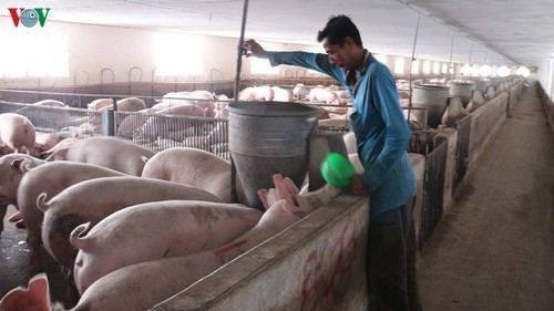 Tiếp tục nhập khẩu lợn để nhân giống, phục vụ tái đàn - ảnh 1