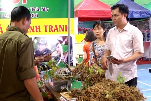 Phiên chợ sâm Ngọc Linh thu hút hơn 1.000 lượt người mua sắm - ảnh 1