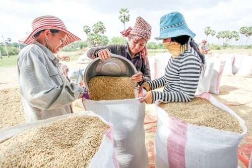 Campuchia xuất khẩu gần 1 triệu tấn thóc sang Việt Nam từ đầu năm - ảnh 1