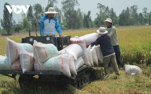 Giá gạo Việt Nam xuất khẩu tiếp tục tăng - ảnh 1