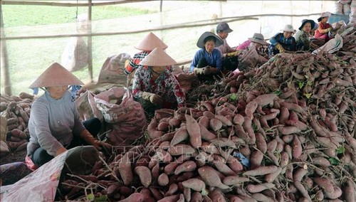 Trung Quốc đồng ý xem xét mở cửa cho sản phẩm khoai lang Việt Nam - ảnh 1